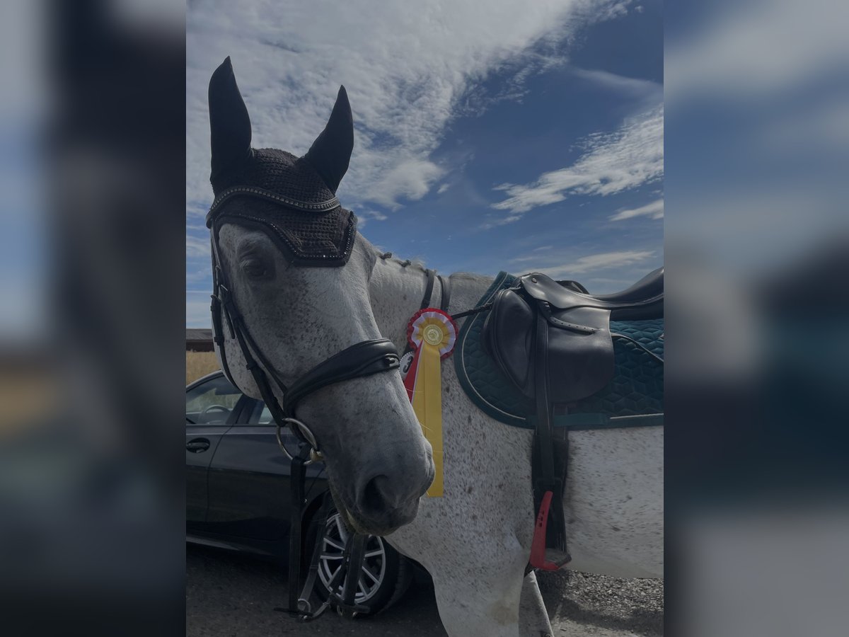 Holsteiner Wallach 9 Jahre 172 cm Apfelschimmel in H&#xFC;nfelden Kirberg