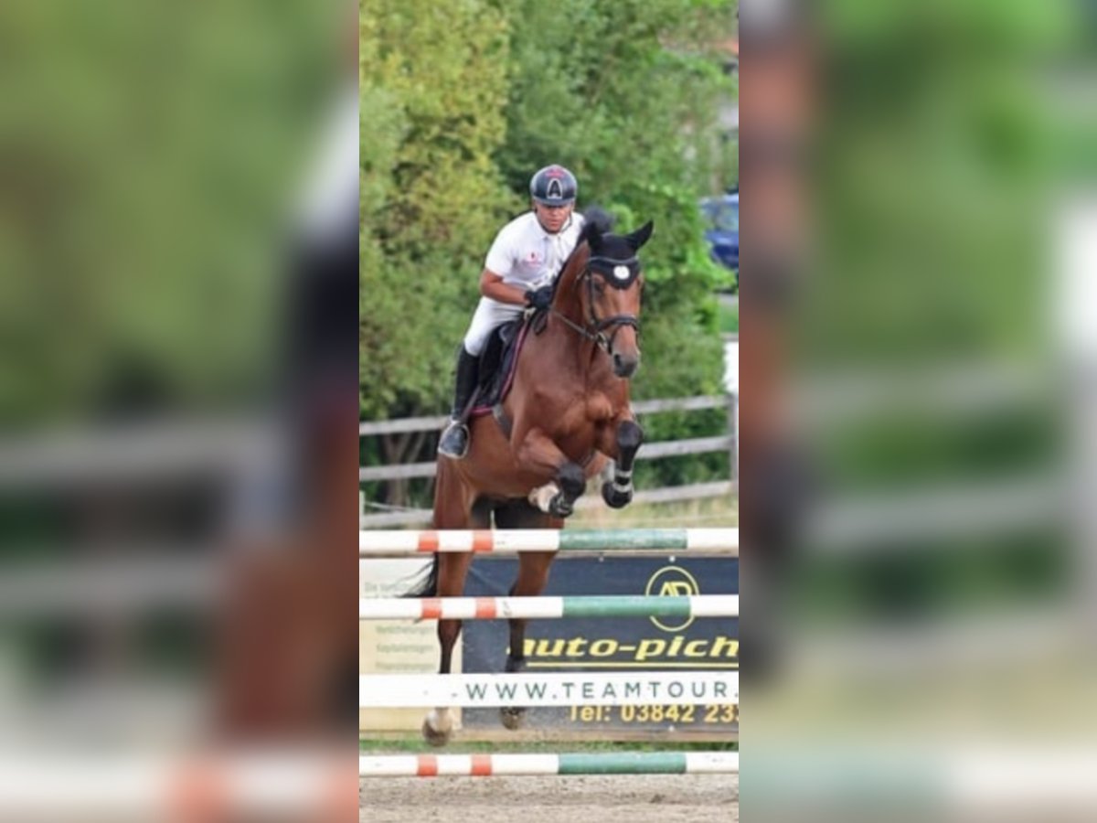 Holsteiner Wallach 9 Jahre 172 cm Brauner in Feldbach