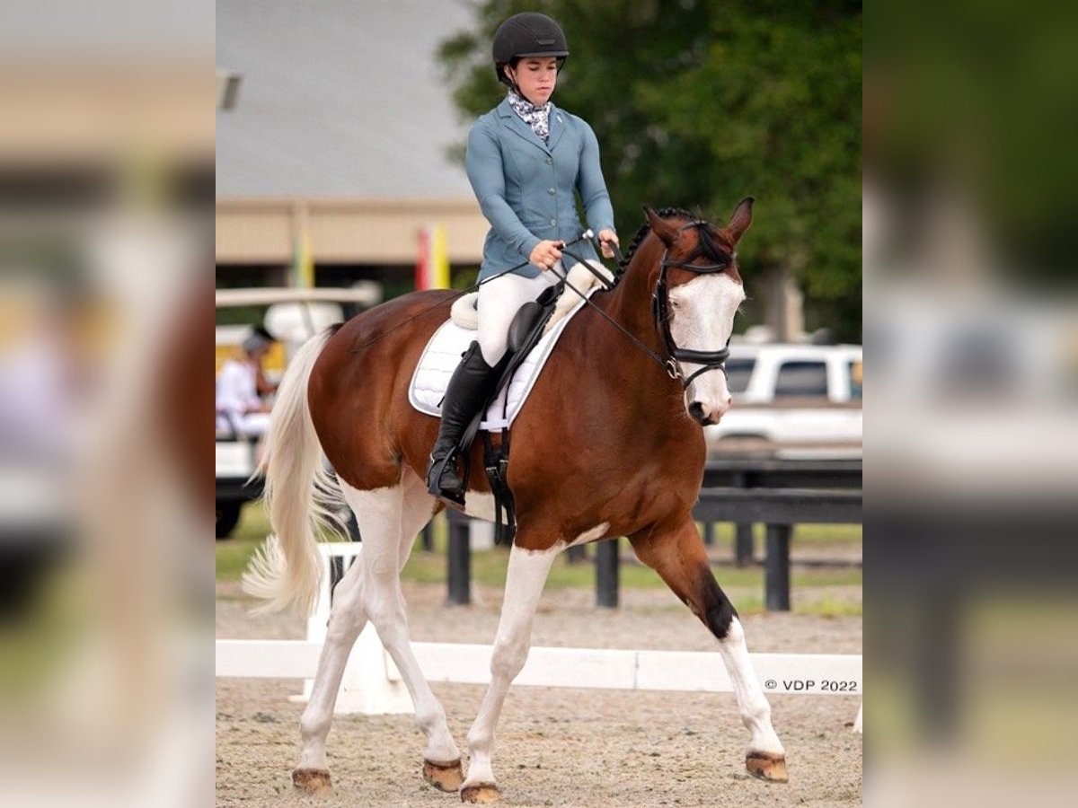 Holsteiner Wallach 9 Jahre 173 cm Tobiano-alle-Farben in Almere