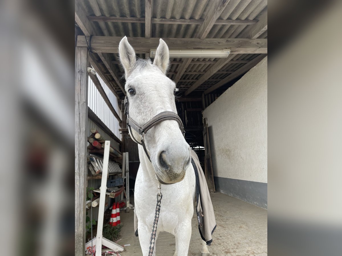 Holsteiner Wallach 9 Jahre 175 cm Apfelschimmel in H&#xFC;nfelden Kirberg