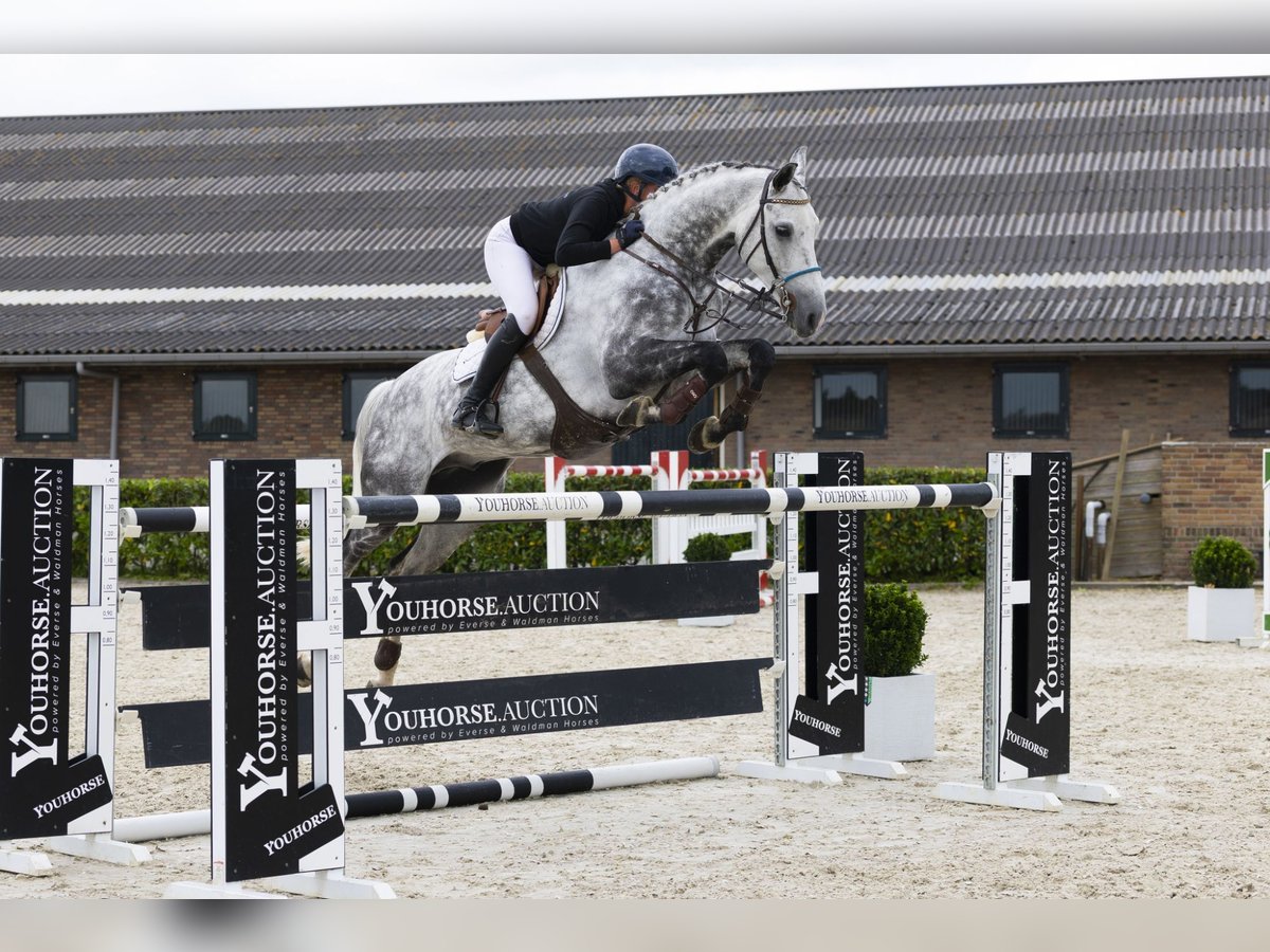 Holsteiner Wallach 9 Jahre 175 cm Schimmel in Waddinxveen
