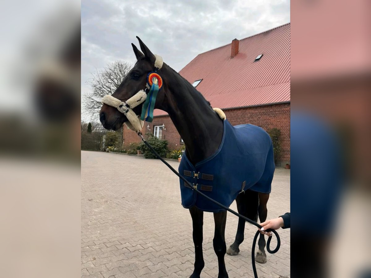 Holsteiner Wallach 9 Jahre 181 cm Dunkelbrauner in Ahrensburg
