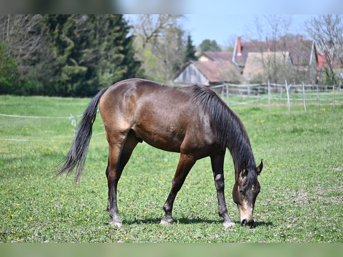 Hongaars sportpaard Hengst 3 Jaar 162 cm Falbe in Marcali