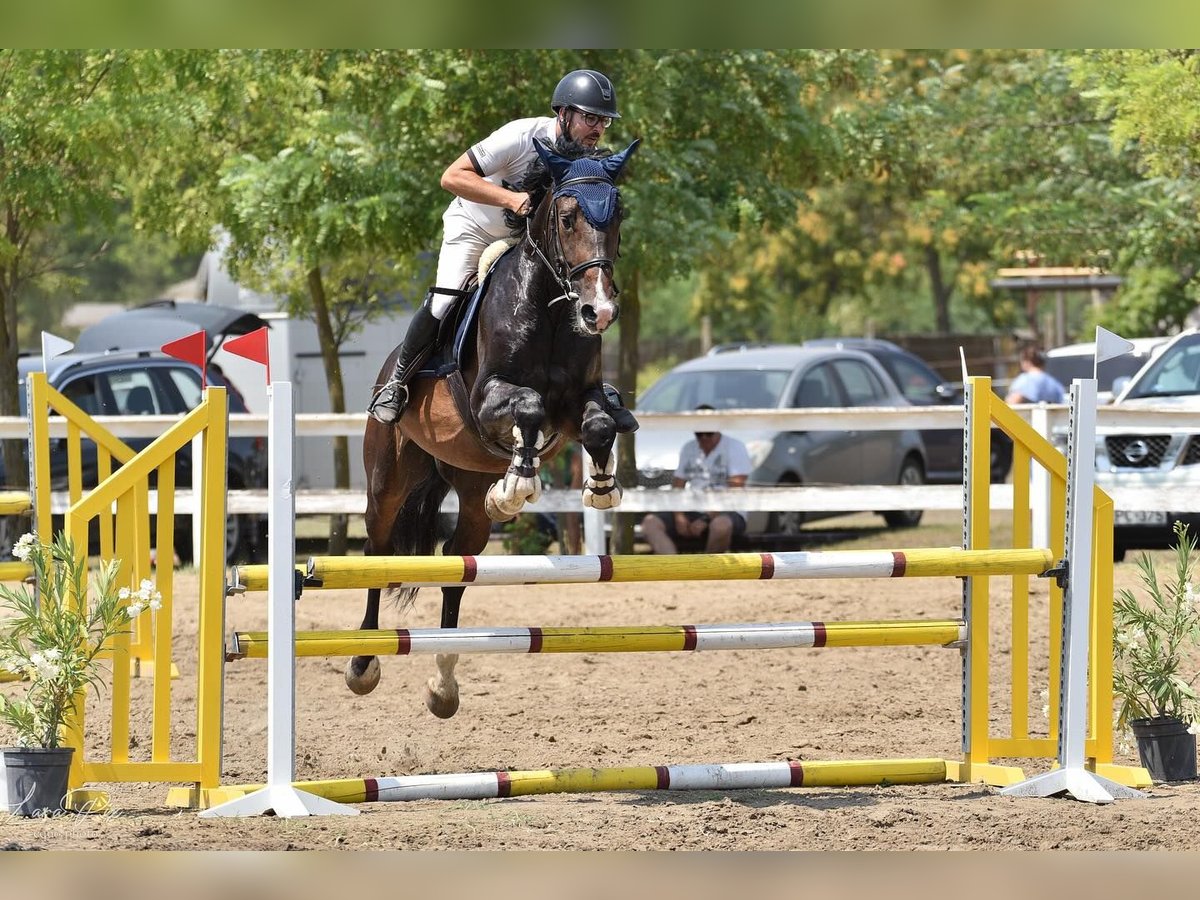 Hongaars sportpaard Hengst 6 Jaar 170 cm Bruin in Budapest