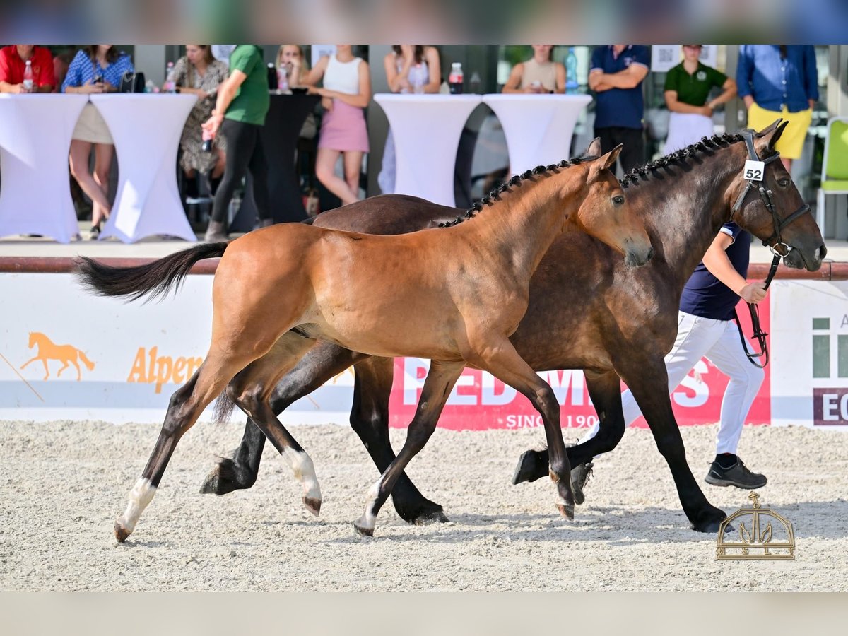 Hongaars sportpaard Hengst Veulen (04/2025) Roodbruin in &#x150;rbotty&#xE1;n