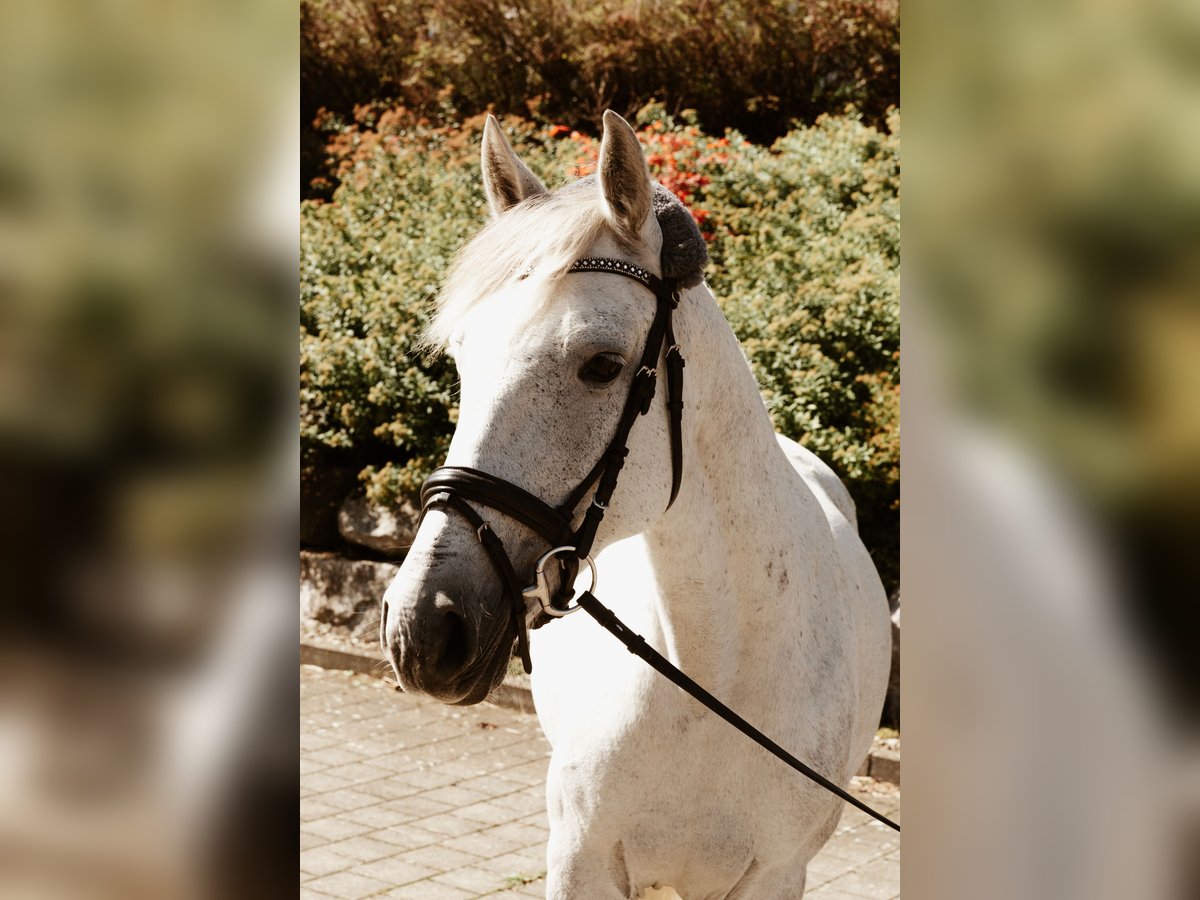 Hongaars sportpaard Merrie 10 Jaar 138 cm Wit in Oberstadion