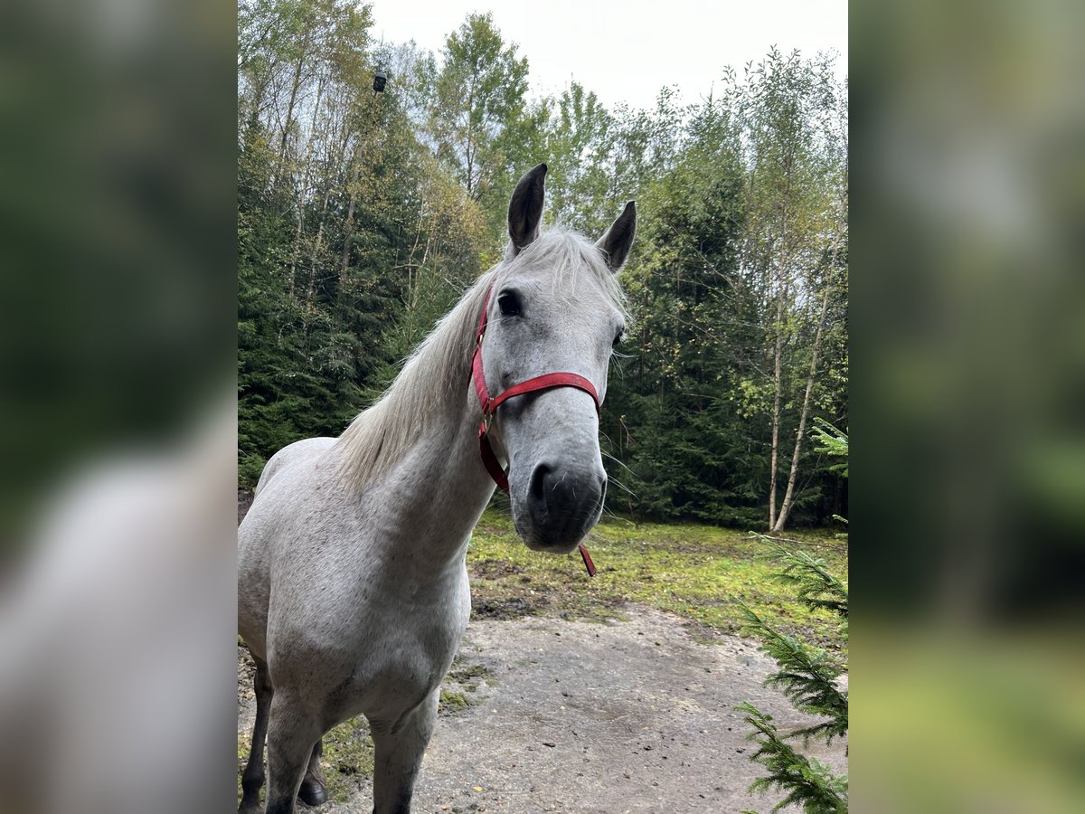 Hongaars sportpaard Merrie 10 Jaar 155 cm Vliegenschimmel in Morgenr&#xF6;the-Rautenkranl