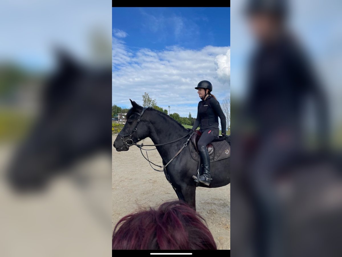 Hongaars sportpaard Merrie 10 Jaar 160 cm Zwart in Neuhofen an der Ybbs