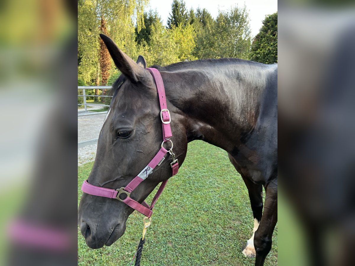 Hongaars sportpaard Merrie 10 Jaar 165 cm Zwartbruin in Schwasdorf