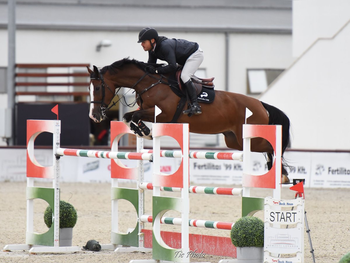 Hongaars sportpaard Merrie 11 Jaar 169 cm Roodbruin in Békéscsaba