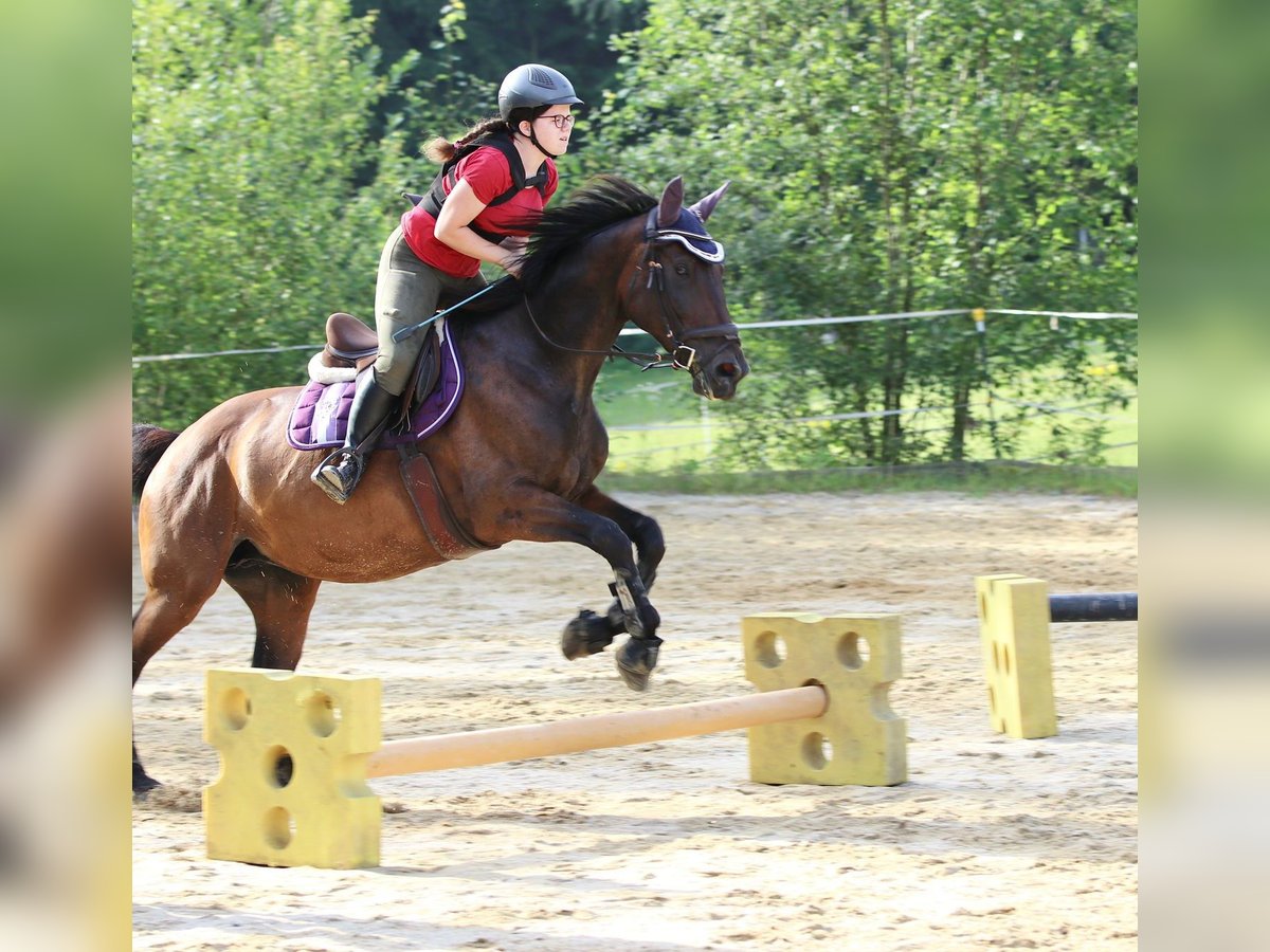 Hongaars sportpaard Merrie 12 Jaar 168 cm Donkerbruin in Hutthurm