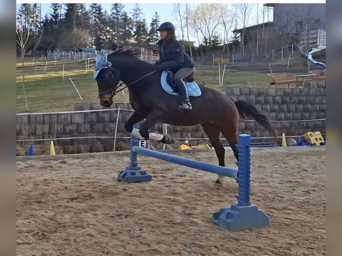 Hongaars sportpaard Merrie 12 Jaar 168 cm Donkerbruin in Hutthurm