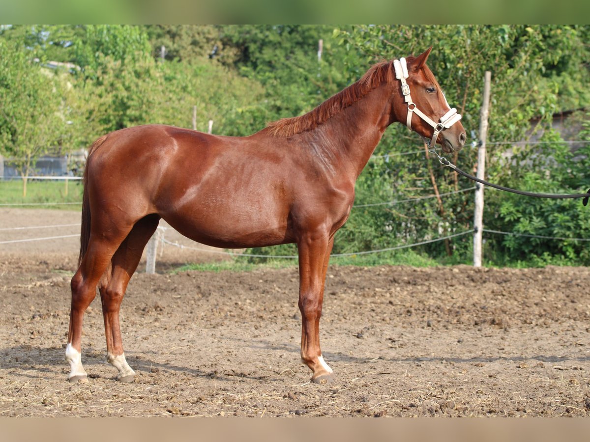 Hongaars sportpaard Merrie 2 Jaar 130 cm Donkere-vos in Abda Hongaars sportpaard Merrie 2 Jaar 130 cm Donkere-vos in Abda