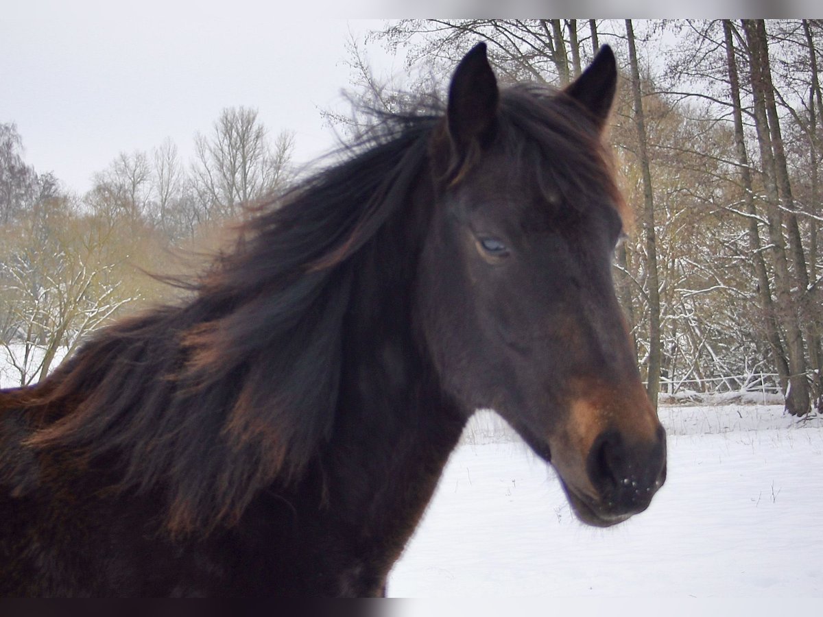 Hongaars sportpaard Mix Merrie 2 Jaar 144 cm Donkerbruin in Großalmerode