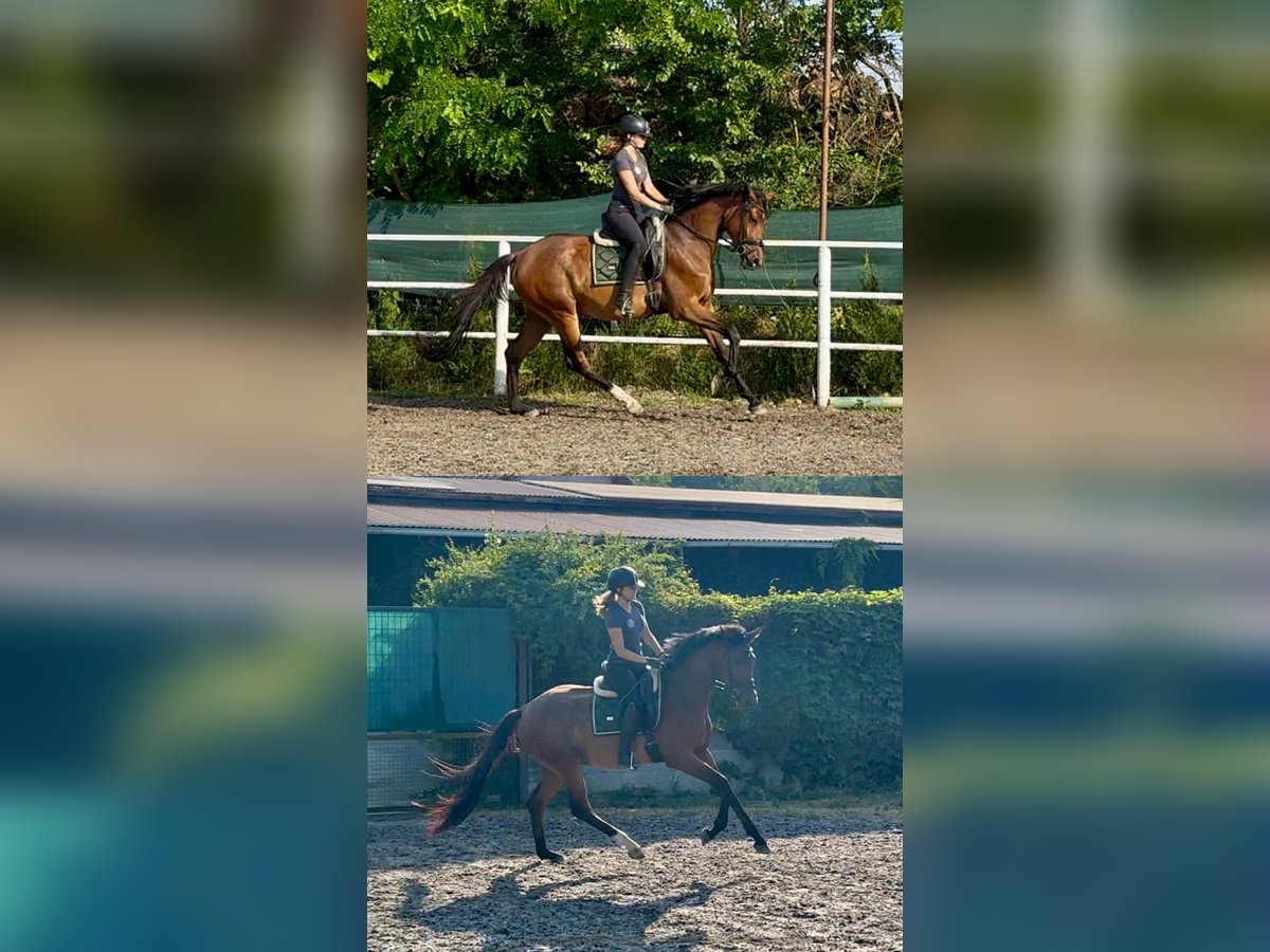 Hongaars sportpaard Merrie 3 Jaar 167 cm Roodbruin in Alcs&#xFA;tdoboz