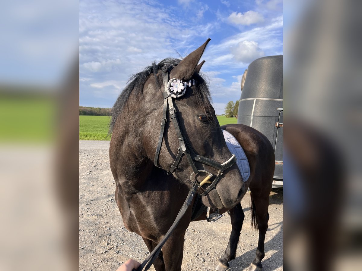 Hongaars sportpaard Mix Merrie 4 Jaar 147 cm Zwart in Grimma