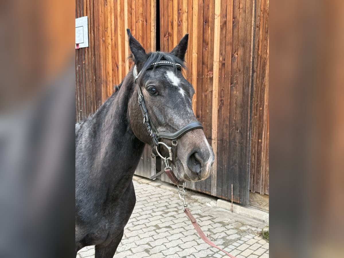 Hongaars sportpaard Mix Merrie 4 Jaar 152 cm Zwartschimmel in Kronach