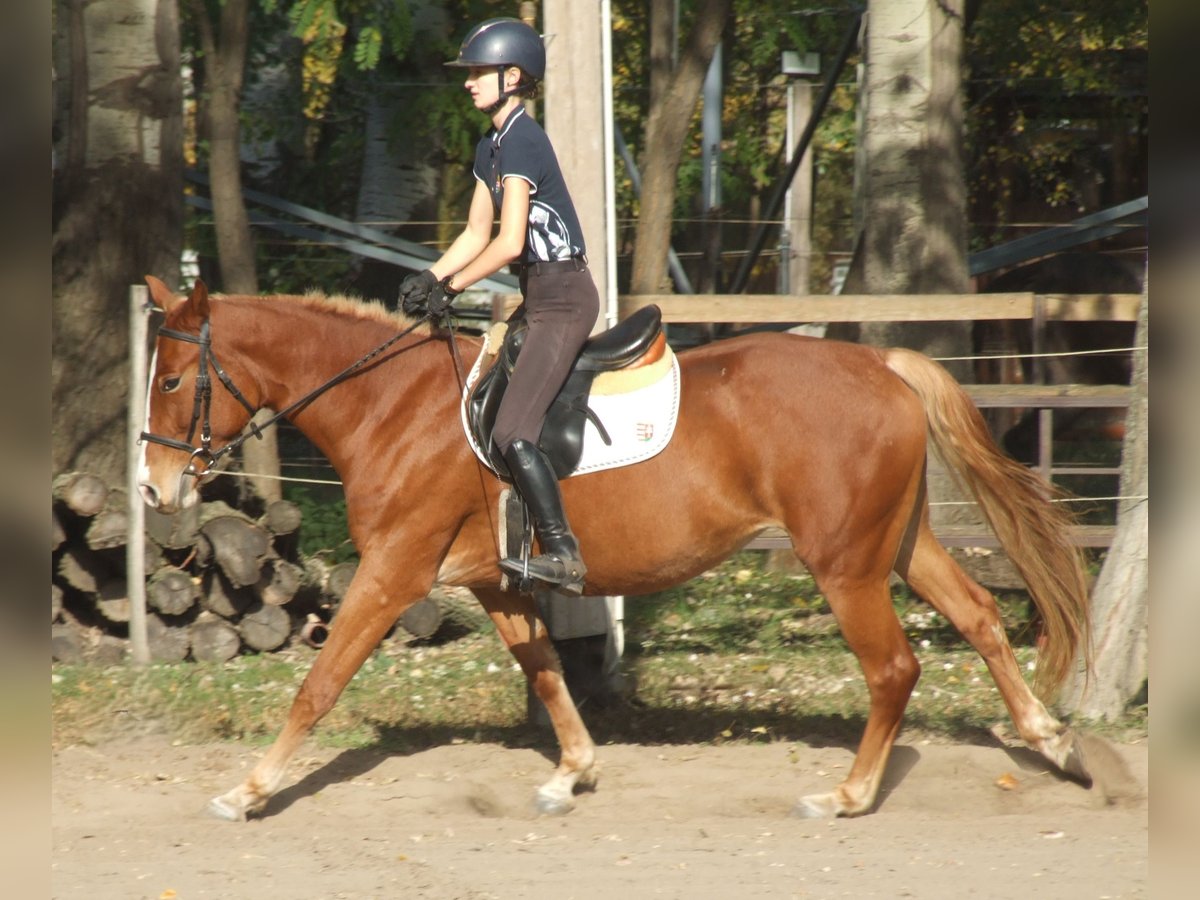 Hongaars sportpaard Merrie 4 Jaar 160 cm Vos in Dabas