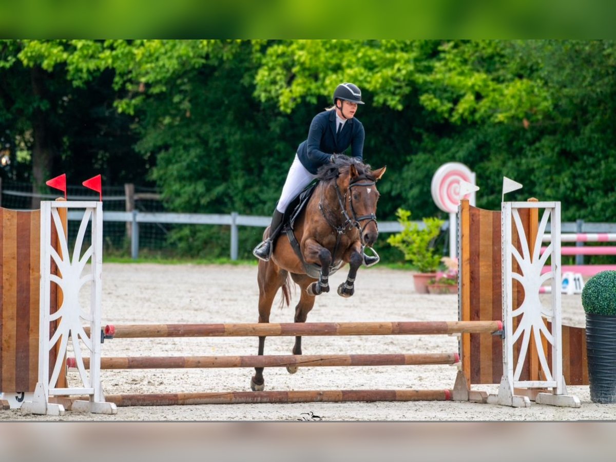 Hongaars sportpaard Merrie 4 Jaar 164 cm Roodbruin in D&#xF6;b&#xF6;rhegy