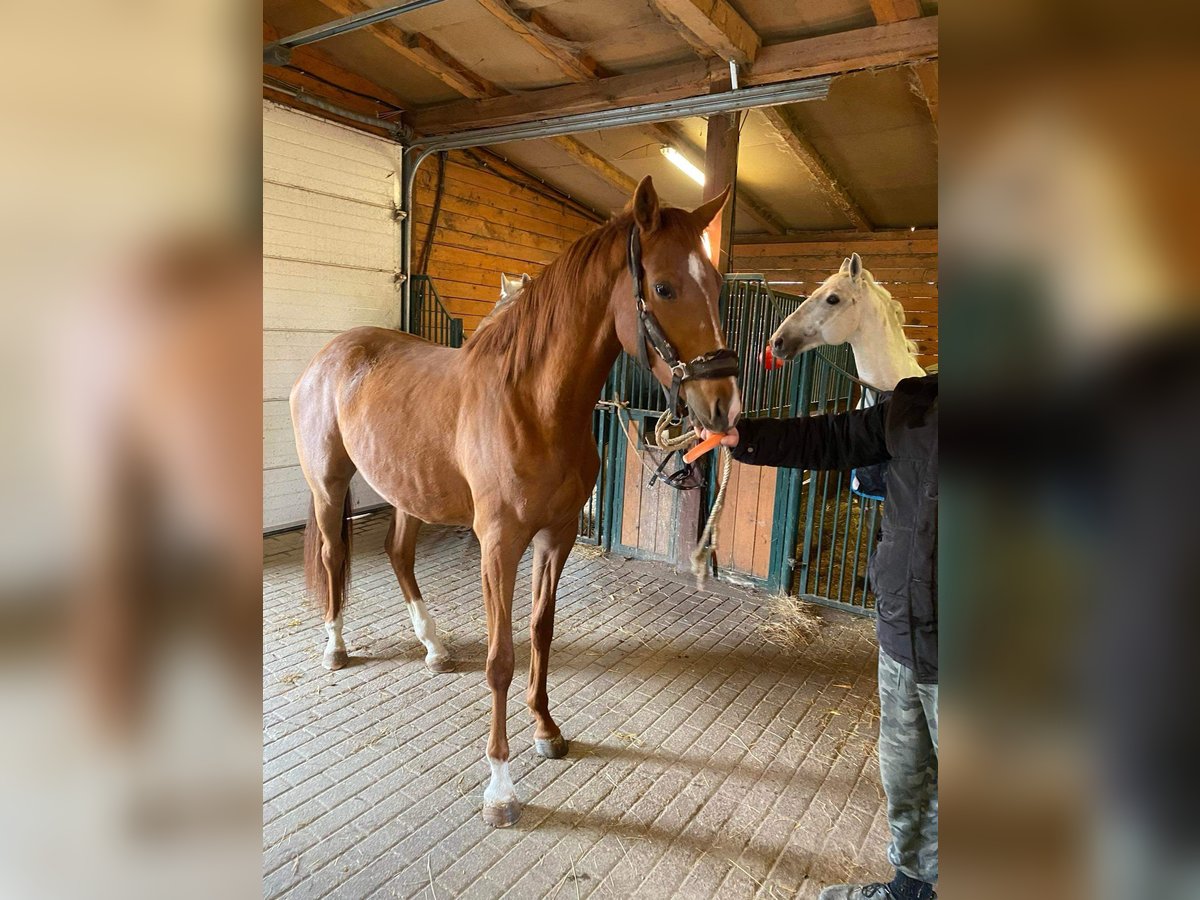 Hongaars sportpaard Merrie 4 Jaar 167 cm Lichtbruin in Köröstarcsa