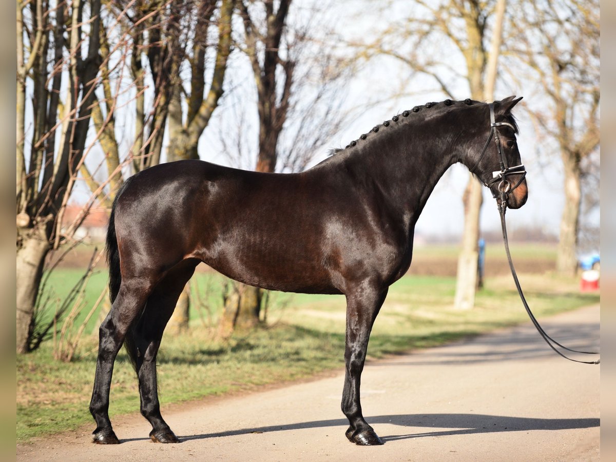 Hongaars sportpaard Merrie 4 Jaar 168 cm Zwart in Tápiószőlős