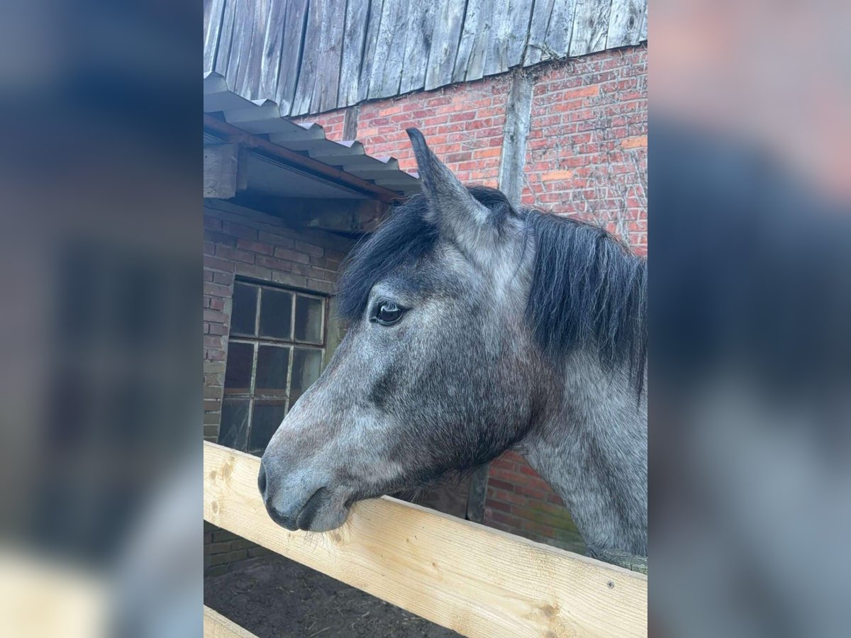 Hongaars sportpaard Merrie 5 Jaar 147 cm Schimmel in Gronau (Westfalen)