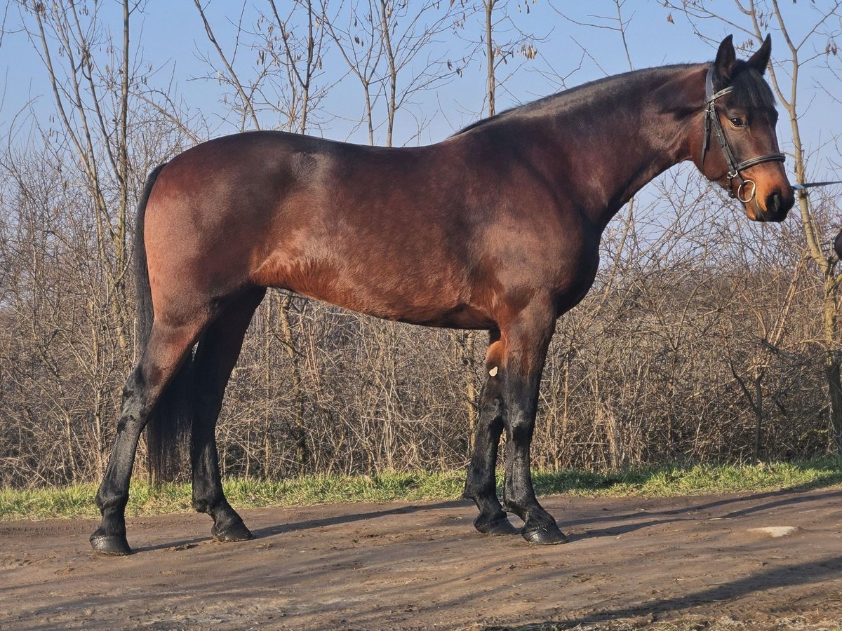 Hongaars sportpaard Mix Merrie 5 Jaar 164 cm Bruin in Békés