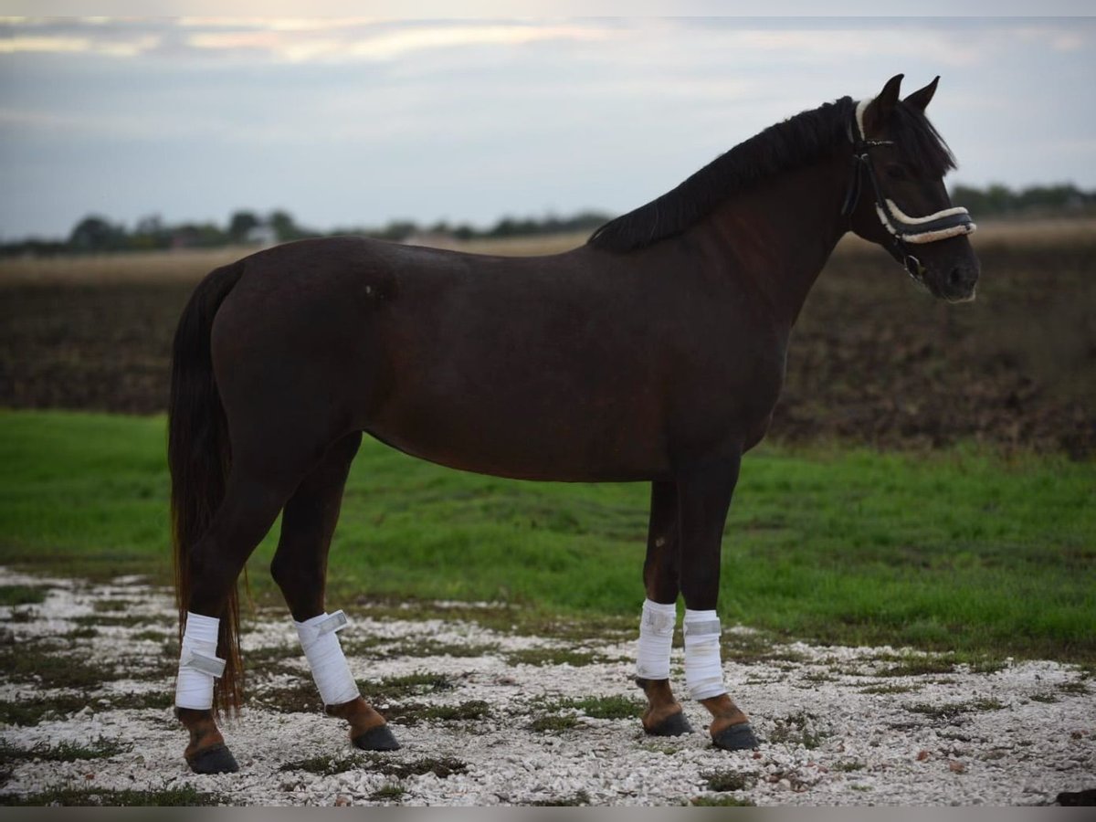 Hongaars sportpaard Merrie 6 Jaar 145 cm Vos in Cegléd