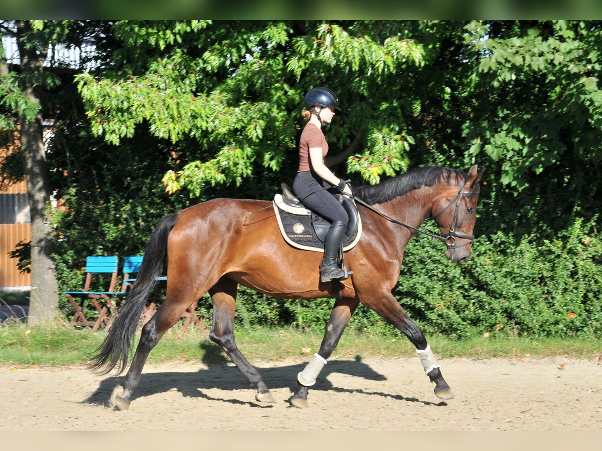Hongaars sportpaard Merrie 6 Jaar 176 cm Bruin in Schattendorf