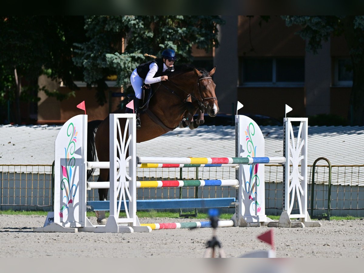 Hongaars sportpaard Merrie 6 Jaar Roodbruin in Piliscs&#xE9;v