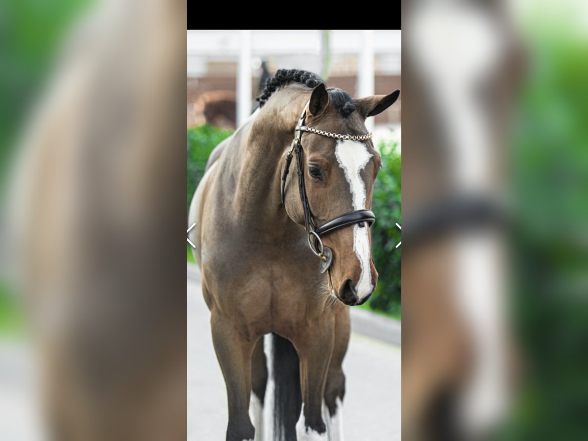 Hongaars sportpaard Merrie 7 Jaar 160 cm Brauner in Altenmünster
