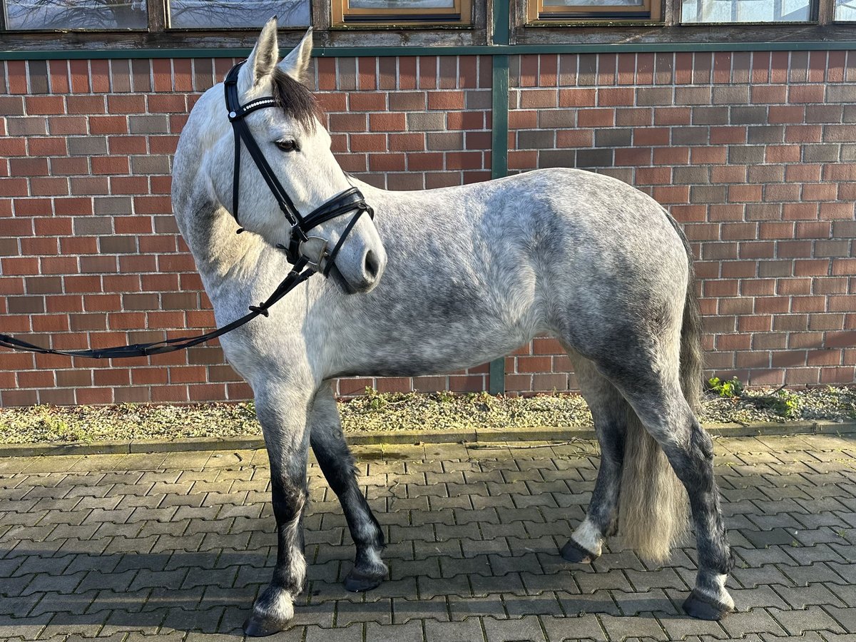 Hongaars sportpaard Merrie 7 Jaar 162 cm Schimmel in NottulnNottuln