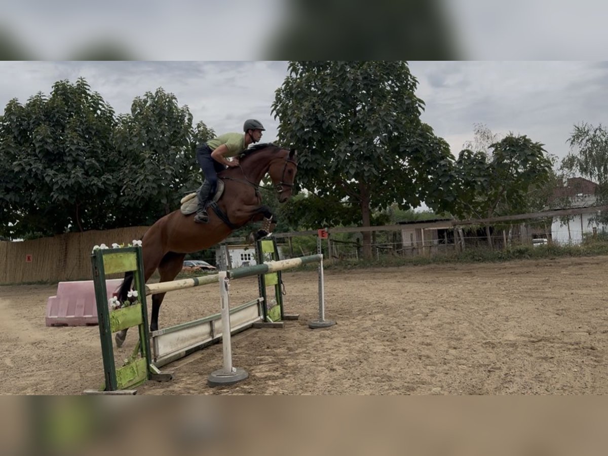Hongaars sportpaard Merrie 7 Jaar 180 cm Roodbruin in Cs&#xF6;m&#xF6;r