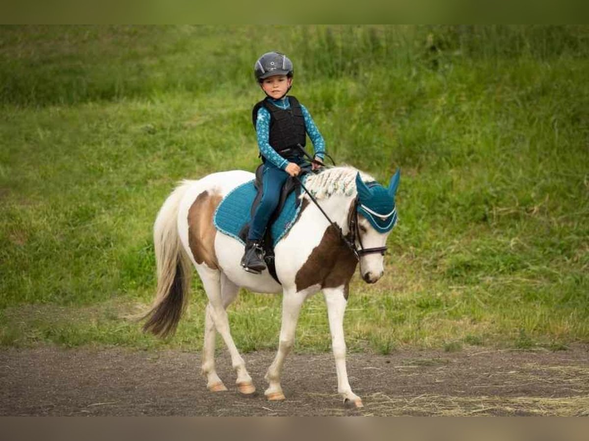 Hongaars sportpaard Merrie 8 Jaar 125 cm Gevlekt-paard in Matzersdorf