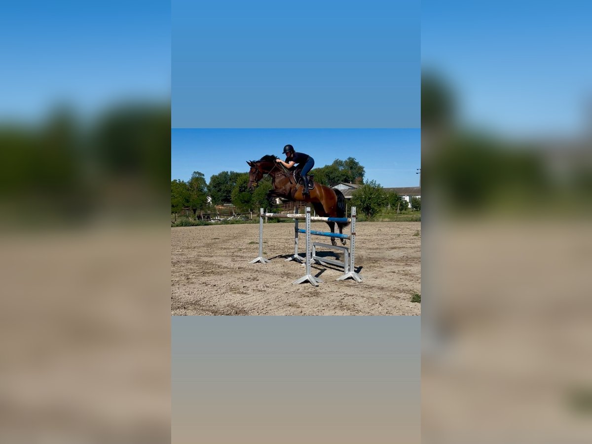 Hongaars sportpaard Merrie 8 Jaar 173 cm Bruin in BorstelBorstel
