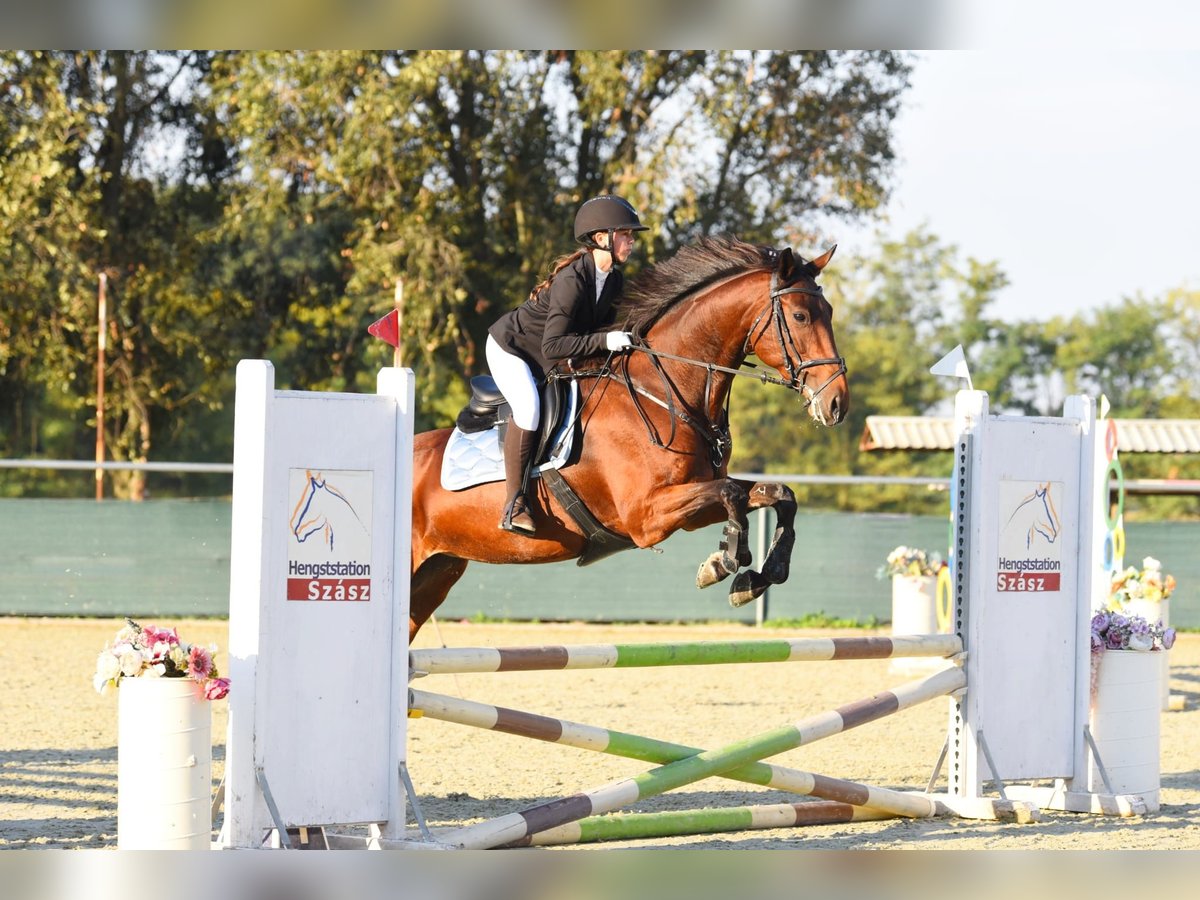 Hongaars sportpaard Merrie 9 Jaar 174 cm Lichtbruin in Kecskemét