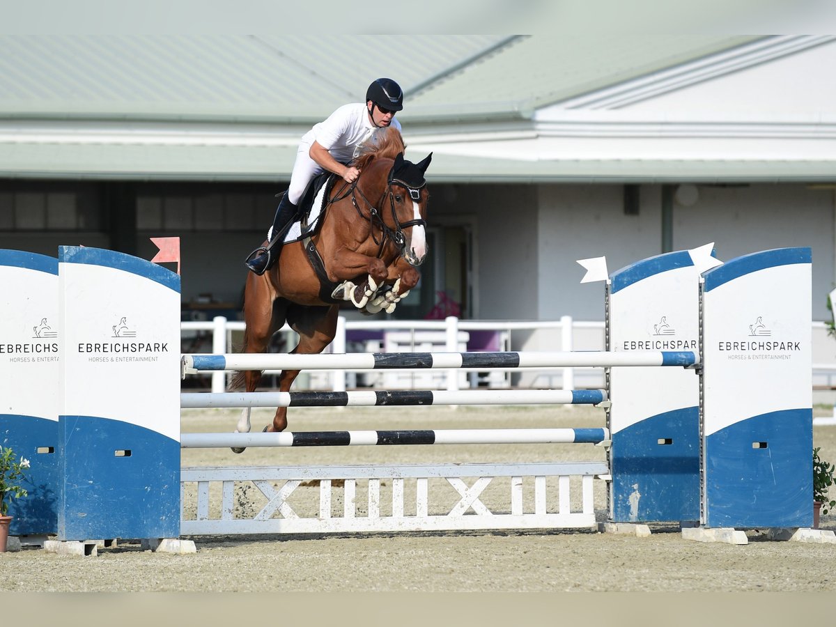 Hongaars sportpaard Ruin 10 Jaar 172 cm Vos in Schattendorf