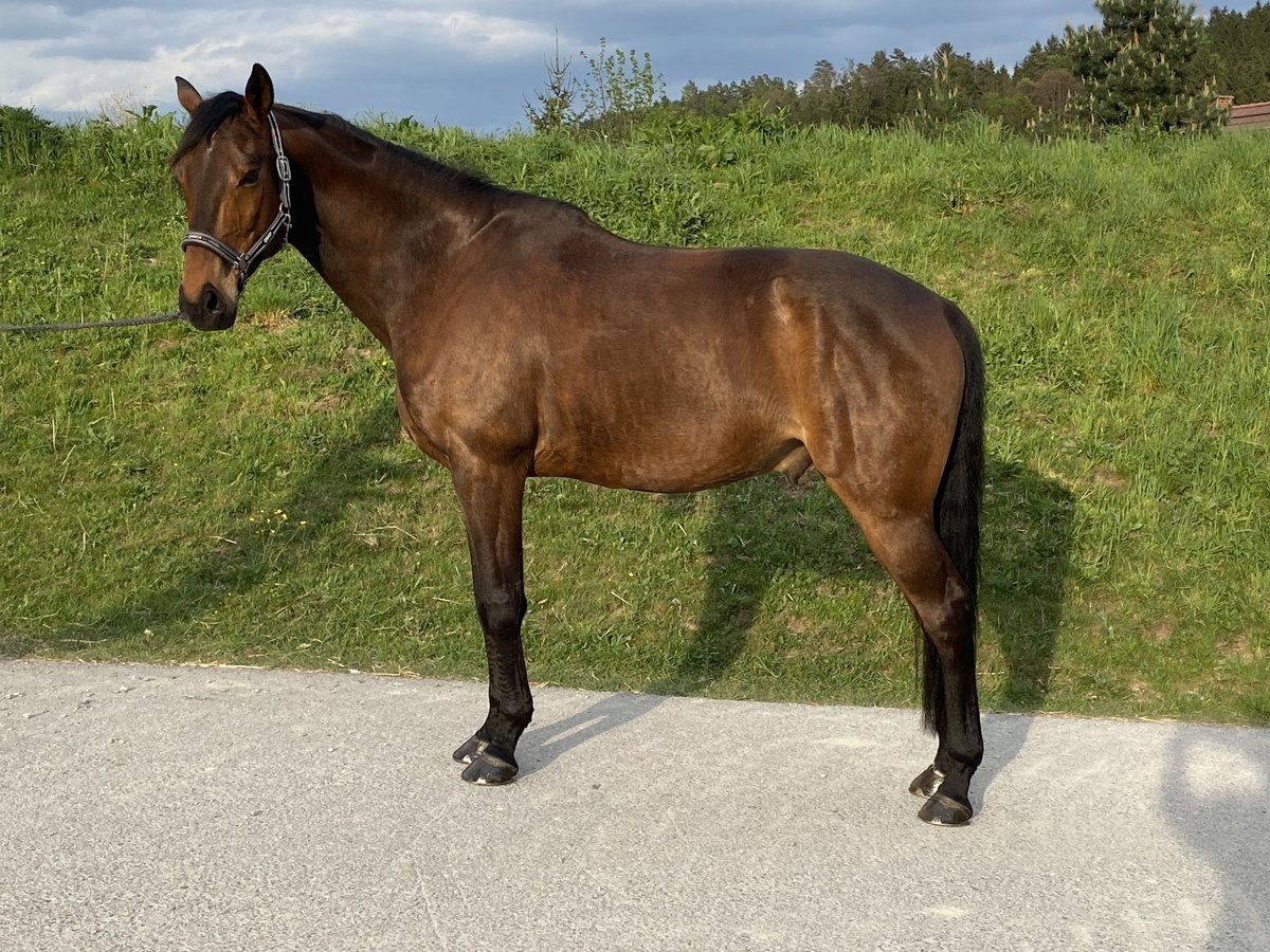 Hongaars sportpaard Ruin 11 Jaar 163 cm Bruin in Graz,12.Bez.:Andritz