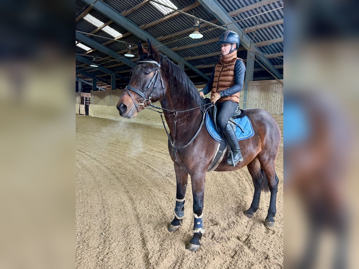 Hongaars sportpaard Ruin 11 Jaar 163 cm Donkerbruin in Pelmberg