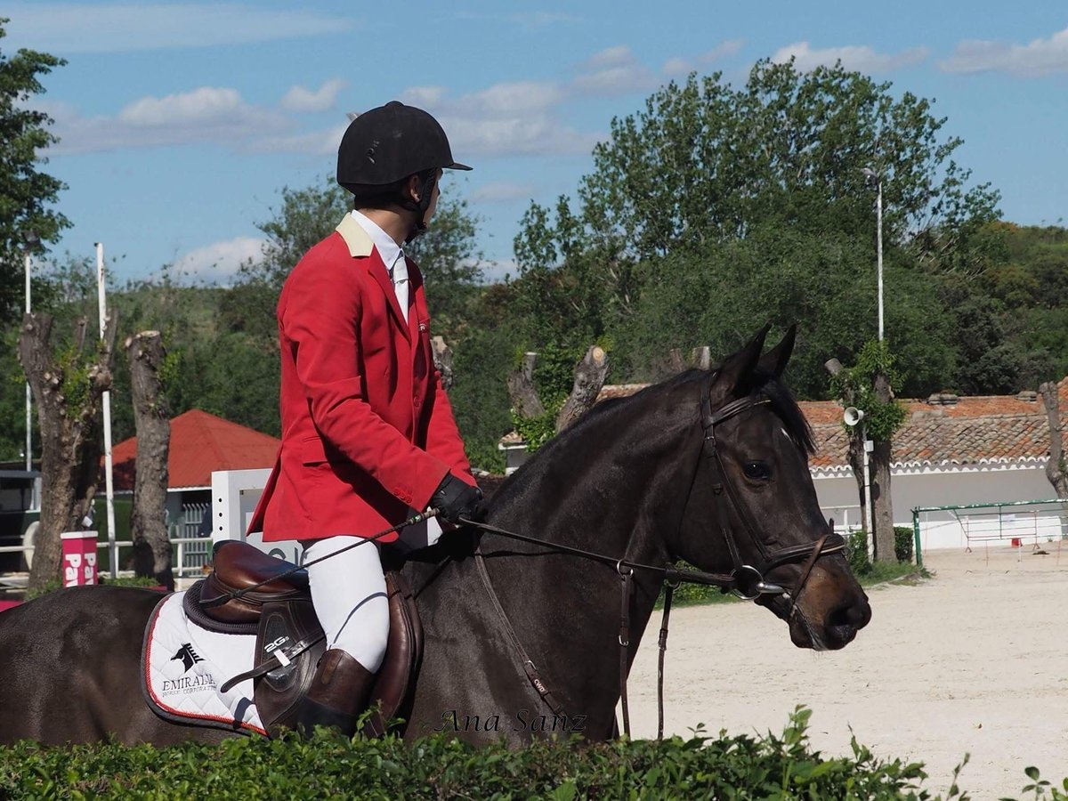 Hongaars sportpaard Ruin 11 Jaar 170 cm Donkerbruin in Madrid