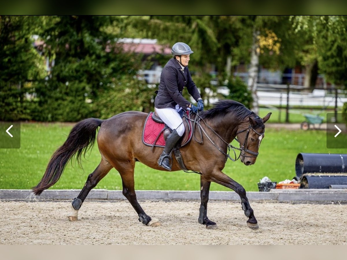 Hongaars sportpaard Ruin 13 Jaar 164 cm Bruin in Dänikon ZH