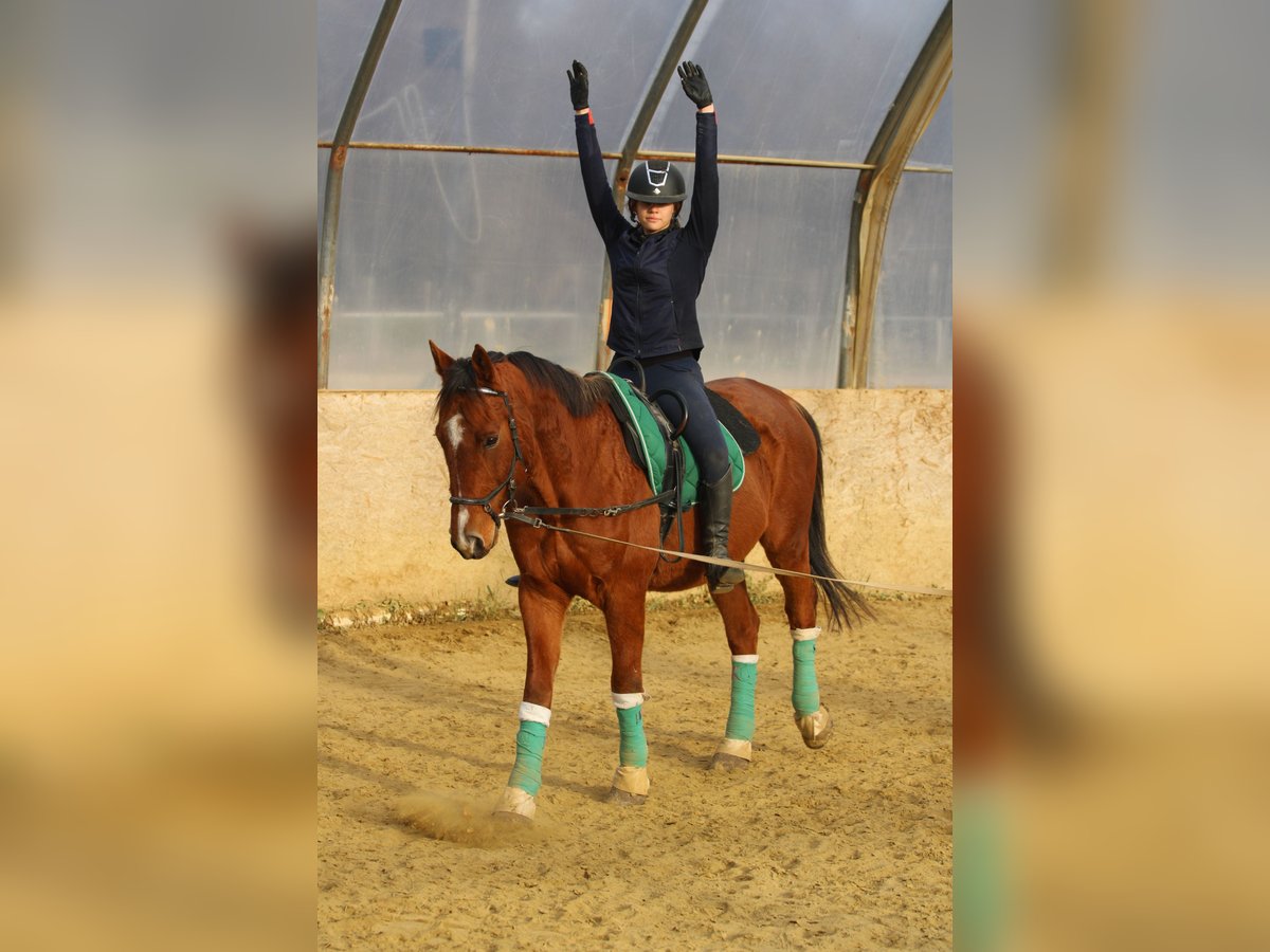 Hongaars sportpaard Ruin 15 Jaar 167 cm Roodbruin in Bőny