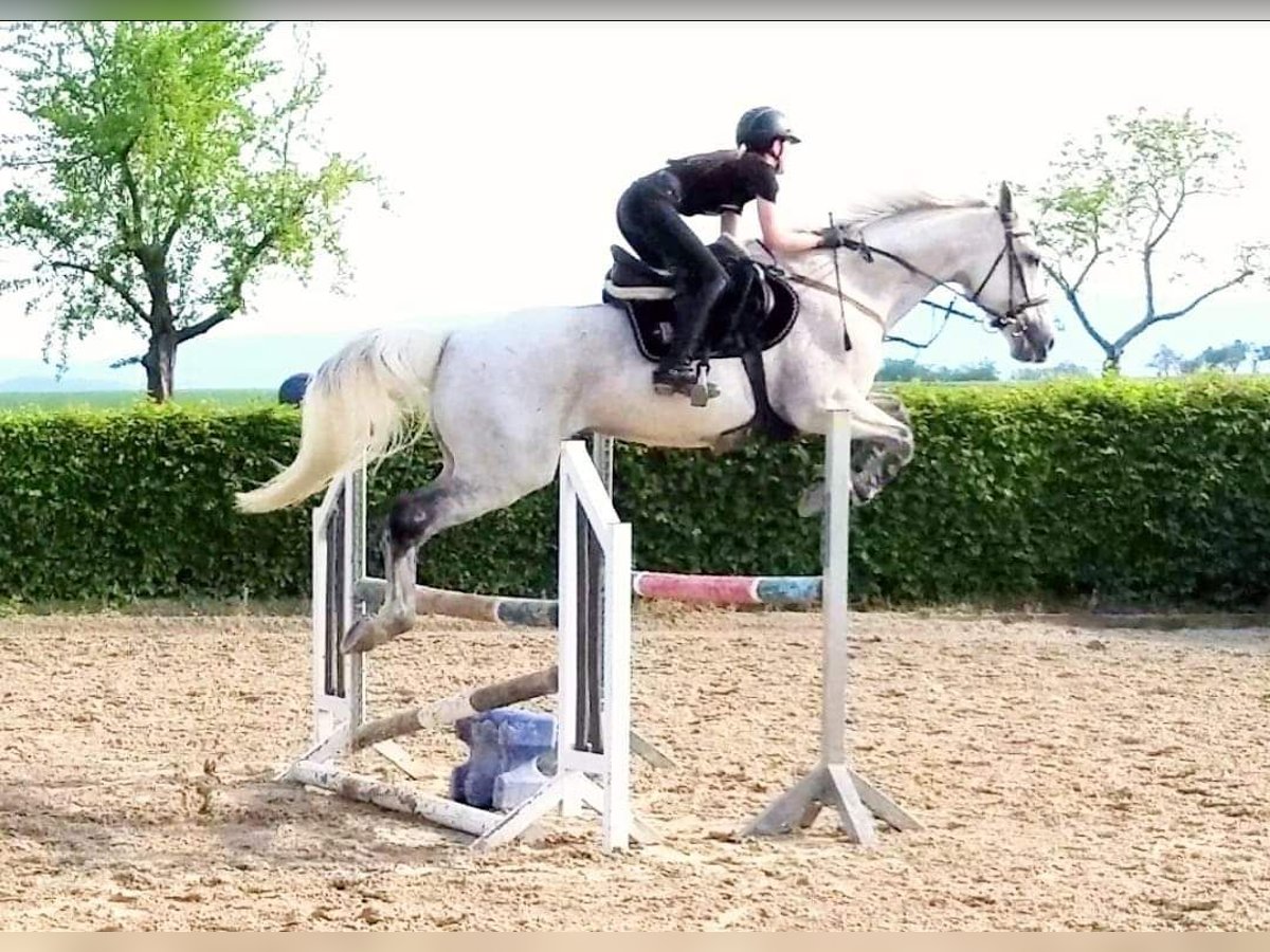 Hongaars sportpaard Ruin 16 Jaar 169 cm Schimmel in Goslar Hahndorf