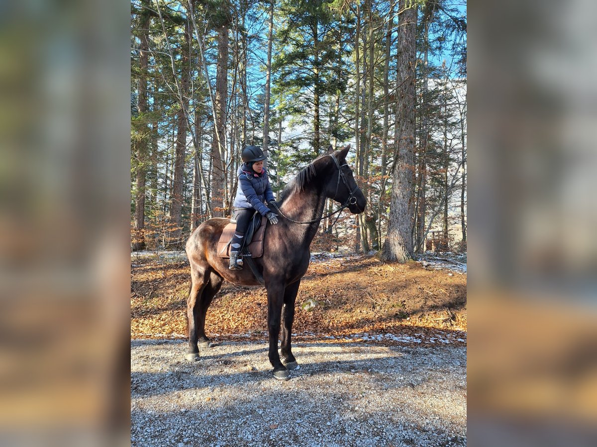 Hongaars sportpaard Ruin 21 Jaar 174 cm Zwart in Gnadenwald