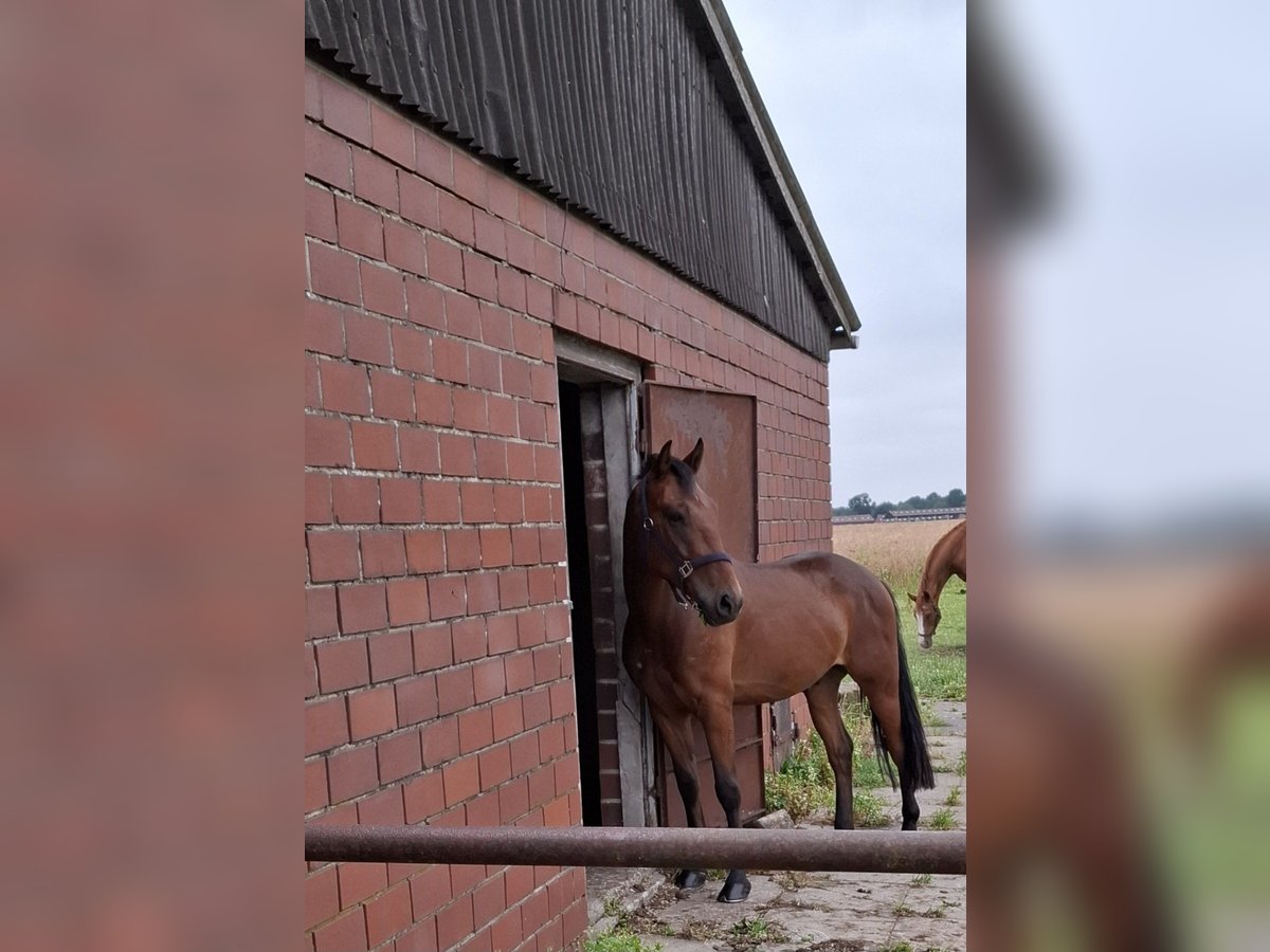 Hongaars sportpaard Ruin 4 Jaar 143 cm Bruin in Schapen