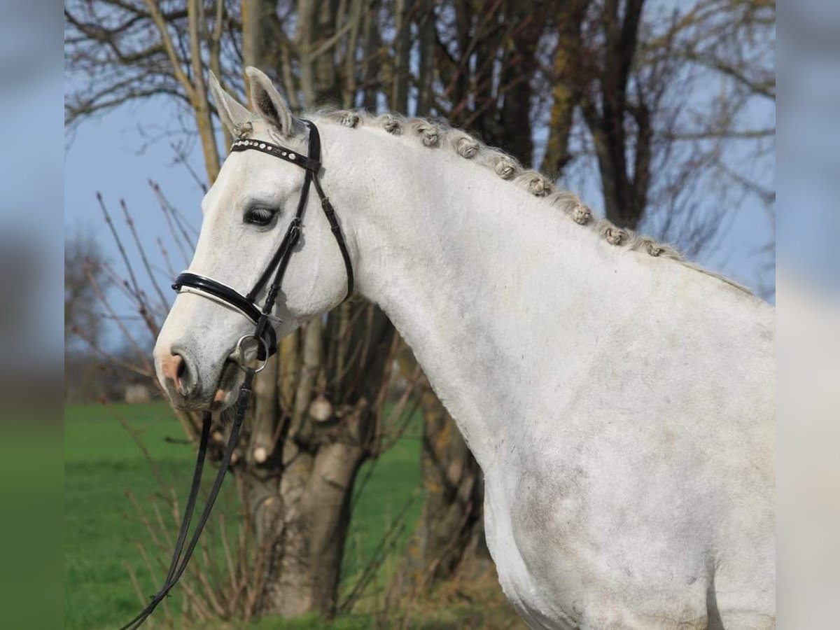 Hongaars sportpaard Ruin 4 Jaar 168 cm Schimmel in Cegléd