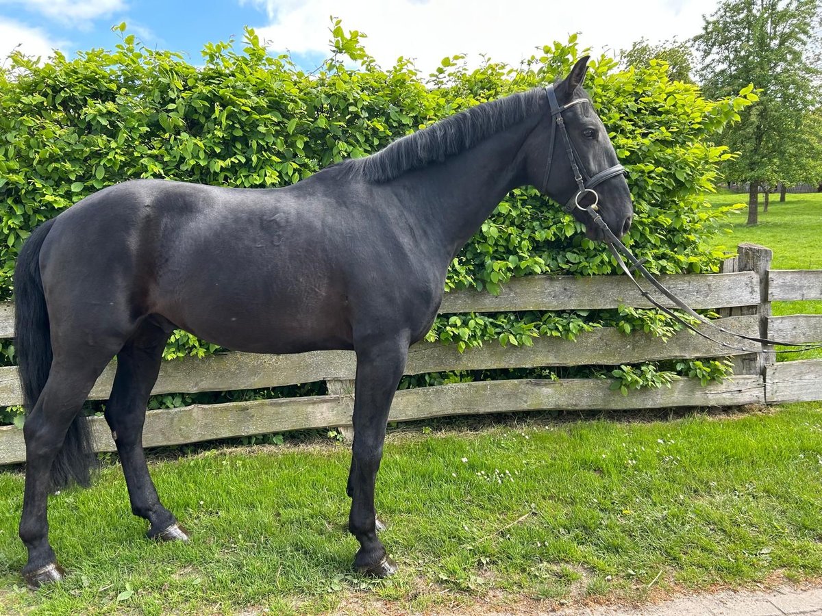 Hongaars sportpaard Ruin 5 Jaar 167 cm Zwart in Einbeck