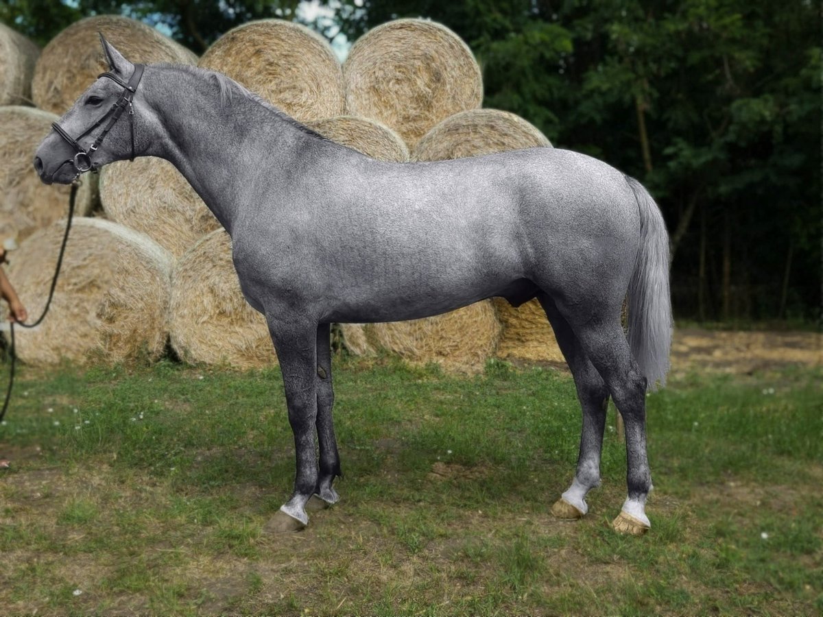 Hongaars sportpaard Mix Ruin 5 Jaar 169 cm Schimmel in B&#xE9;k&#xE9;s