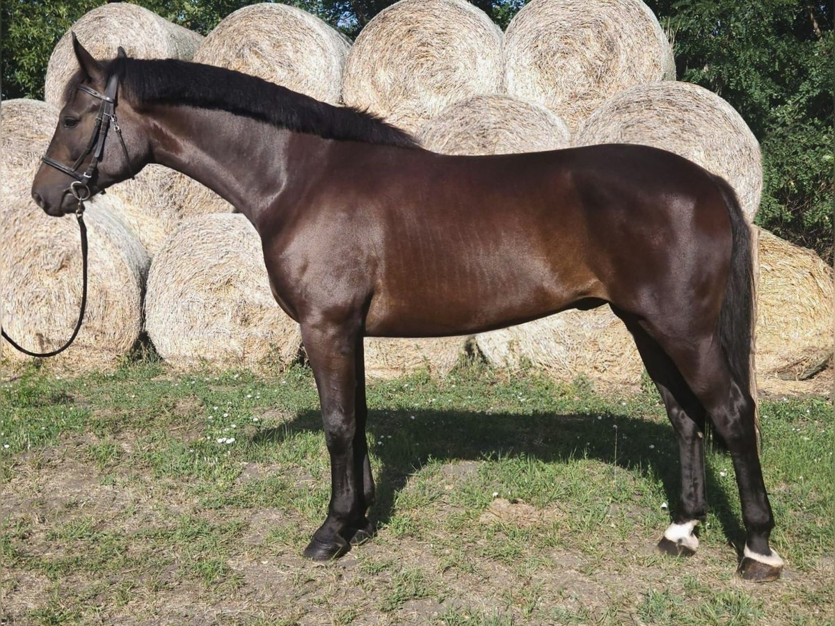 Hongaars sportpaard Ruin 5 Jaar 172 cm Donkerbruin in B&#xE9;k&#xE9;s