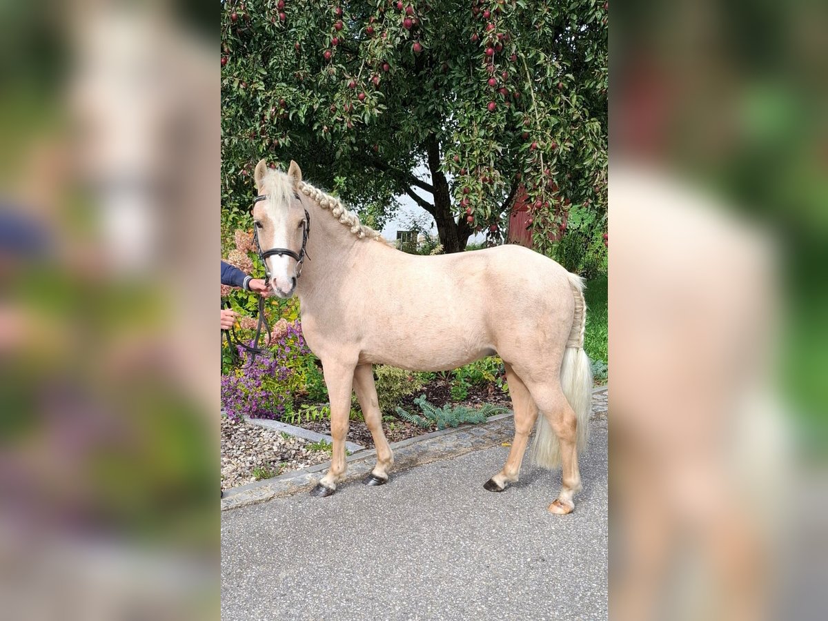 Hongaars sportpaard Mix Ruin 6 Jaar 115 cm Palomino in Gammelsdorf, Katharinazell